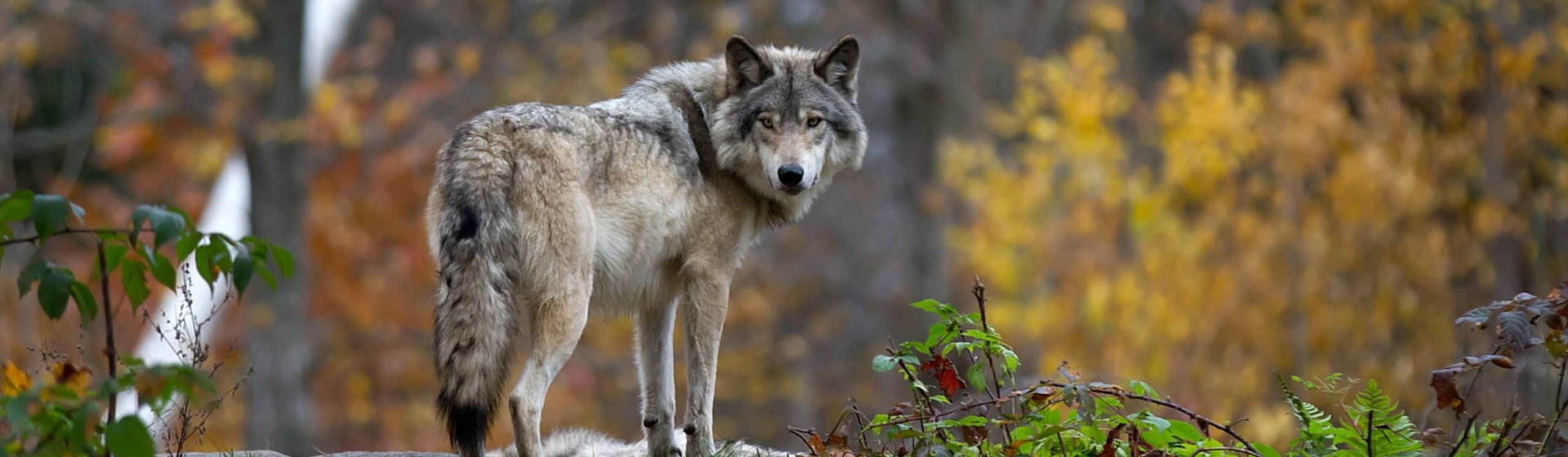 Les ruraux et la présence du loup sur le territoire