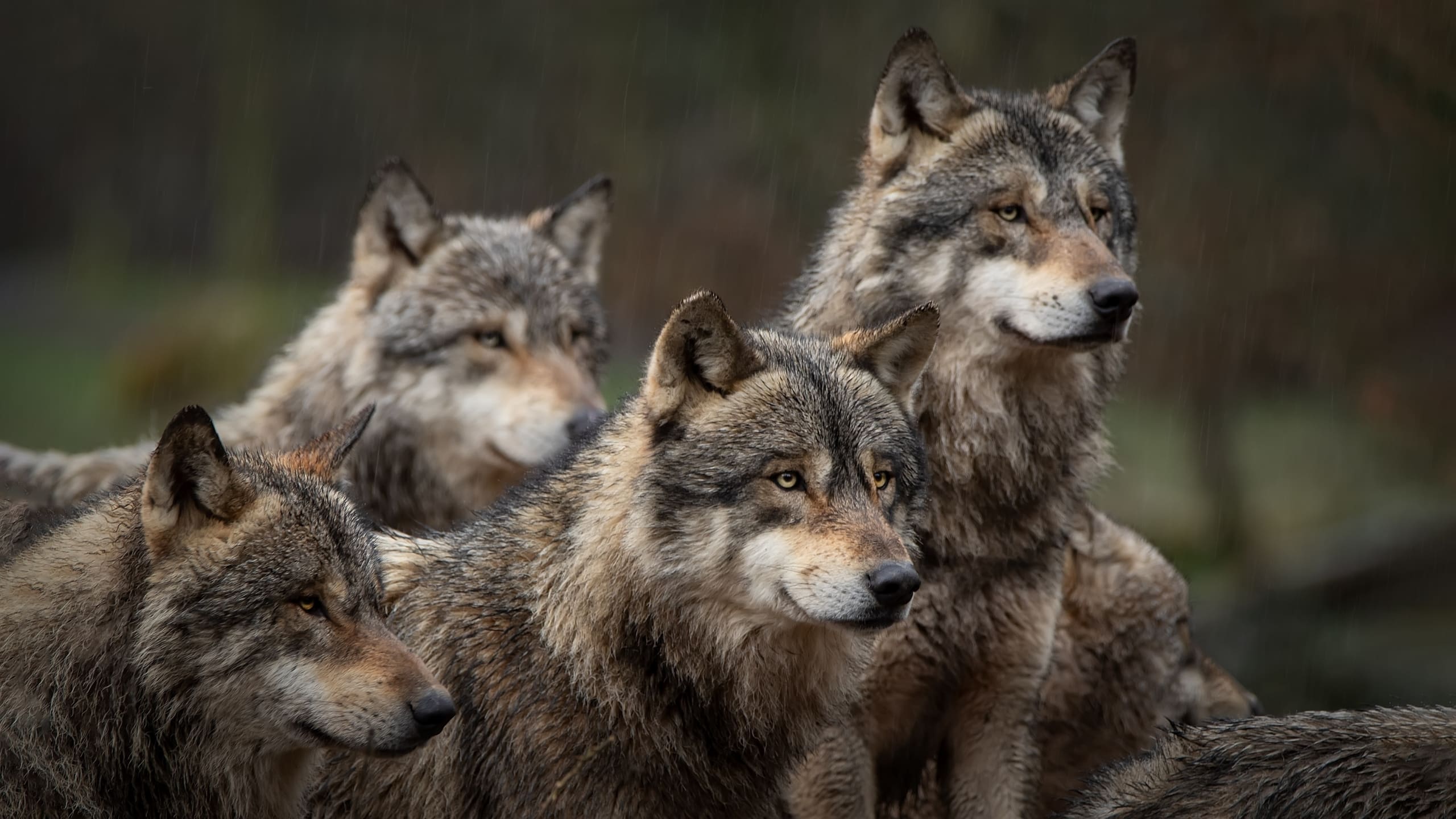 Les ruraux et la présence du loup sur le territoire
